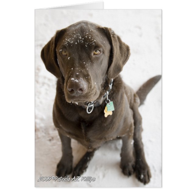 Hello Sweet Labrador Retriever Snow Sprinkled (Front)