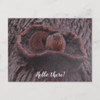 Hello There, Cute Squirrel Photography 