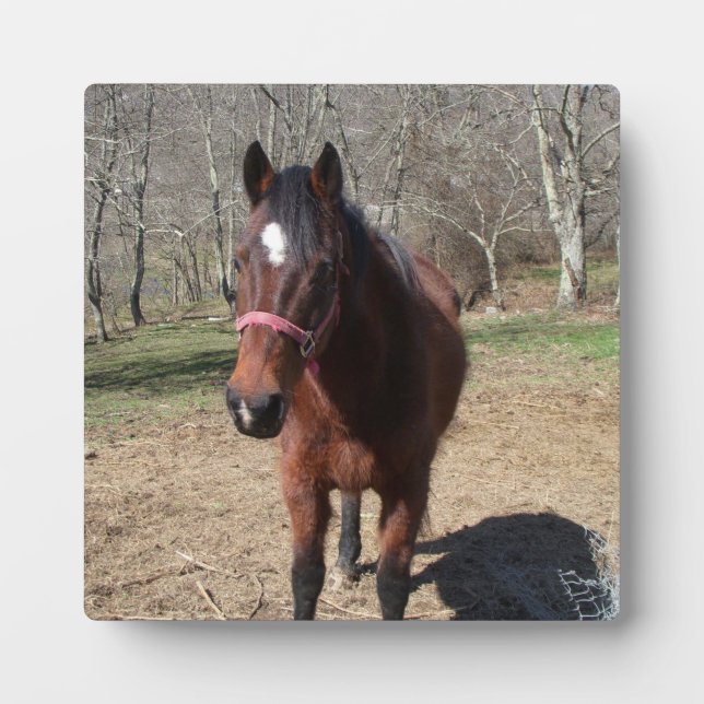 Hello There Horsey Plaque (Front)