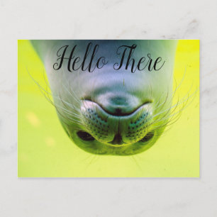 Hello There Seal Postcard