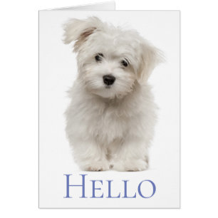 Hello White Maltese Puppy Dog Thinking Of You