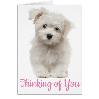 Hello White Maltese Puppy Dog Thinking Of You