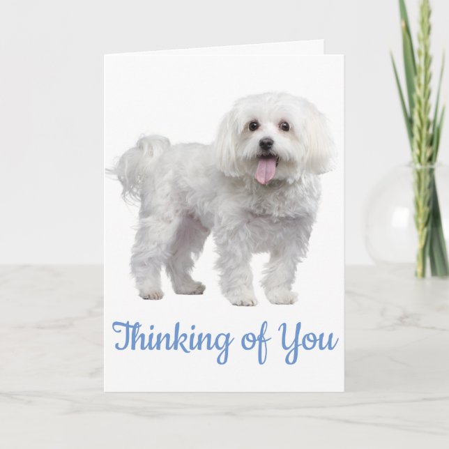 Hello White Maltese Puppy Dog Thinking Of You Card (Front)