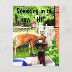 HELLO WITH BACKYARD ANIMALS postcard