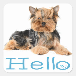 Hello Yorkshire Terrier Puppy Dog Sticker / Seals