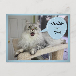 "Helloooo" from YOUR State Cat Postcard