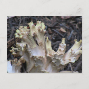 Hells Canyon Idaho Flora Fungi Lichen Mosses Postcard