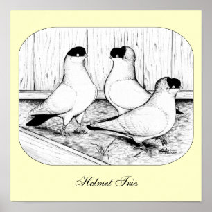 Helmet Pigeon Trio Poster