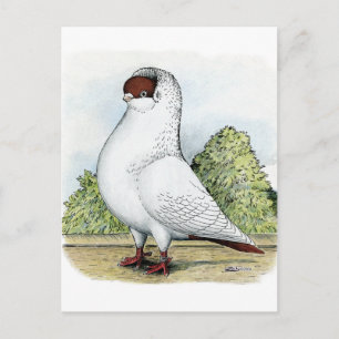 Helmet: Red Pigeon Postcard