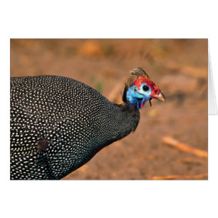 Helmeted Guinea Fowl (Numida meleagris). Africa,