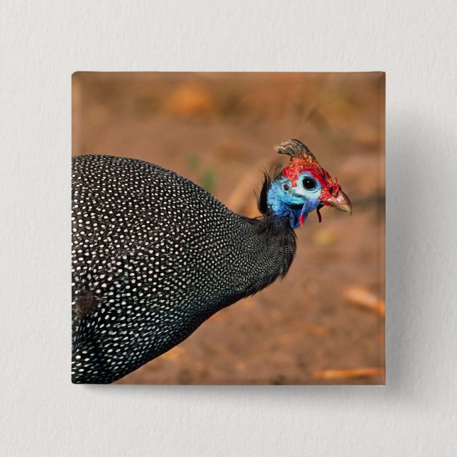 Helmeted Guinea Fowl (Numida meleagris). Africa, 15 Cm Square Badge (Front)