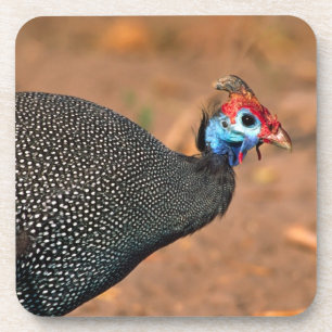 Helmeted Guinea Fowl (Numida meleagris). Africa, Coaster