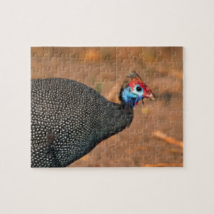 Helmeted Guinea Fowl (Numida meleagris). Africa, Jigsaw Puzzle