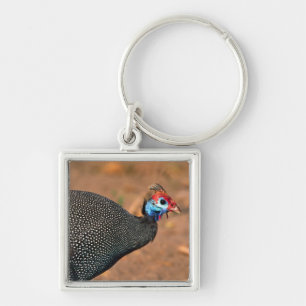 Helmeted Guinea Fowl (Numida meleagris). Africa, Key Ring