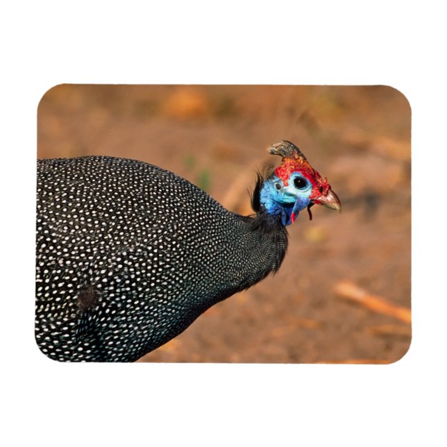 Helmeted Guinea Fowl (Numida meleagris). Africa, Magnet (Horizontal)