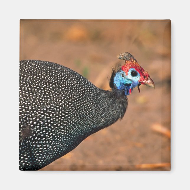 Helmeted Guinea Fowl (Numida meleagris). Africa, Magnet (Front)