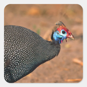 Helmeted Guinea Fowl (Numida meleagris). Africa, Square Sticker