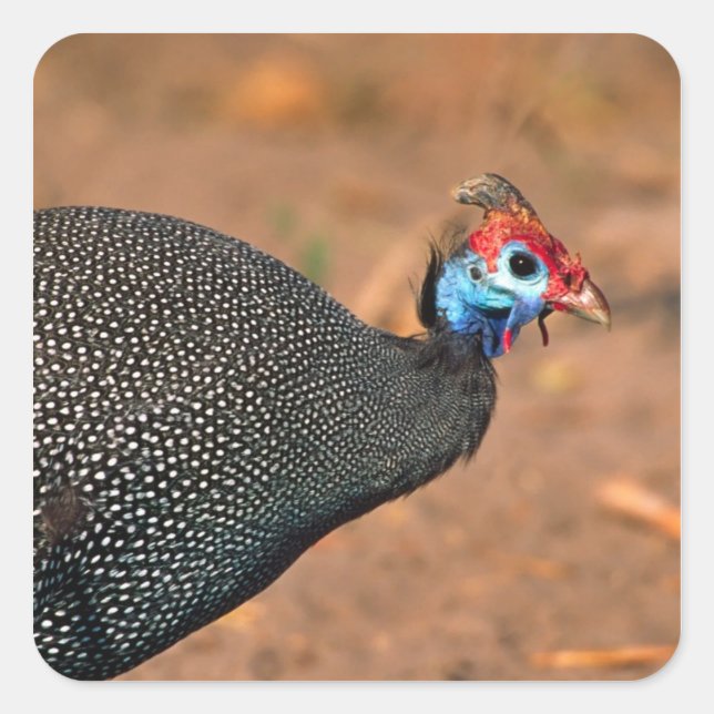 Helmeted Guinea Fowl (Numida meleagris). Africa, Square Sticker (Front)