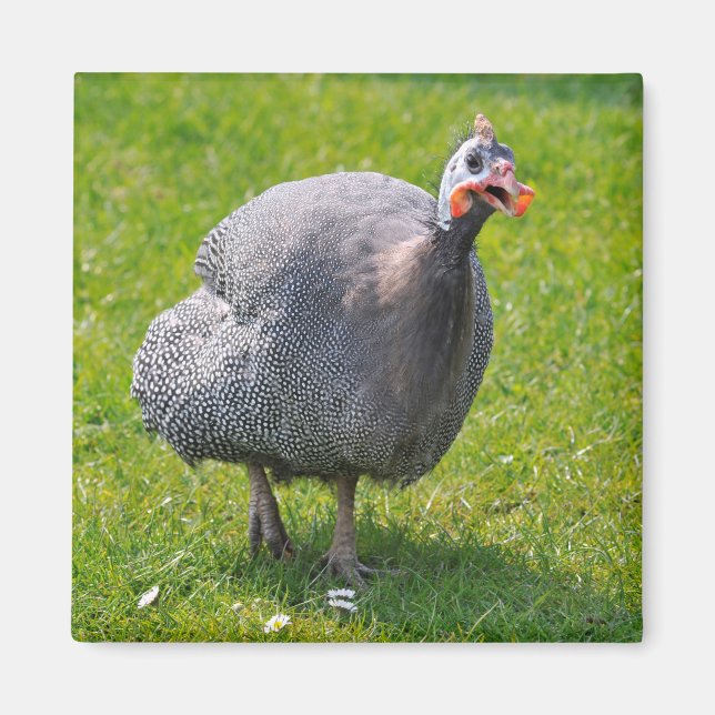 Helmeted Guineafowl on grass Magnet (Front)