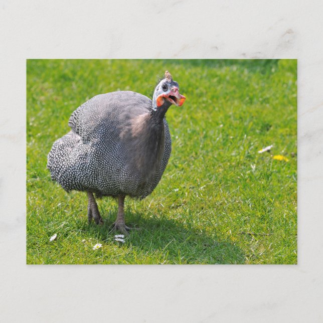 Helmeted Guineafowl on grass Postcard (Front)