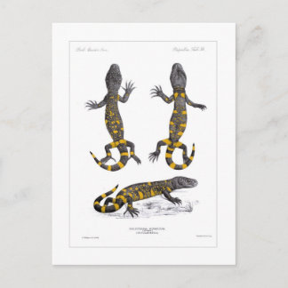Heloderma Horridum (Beaded Lizard) Postcard