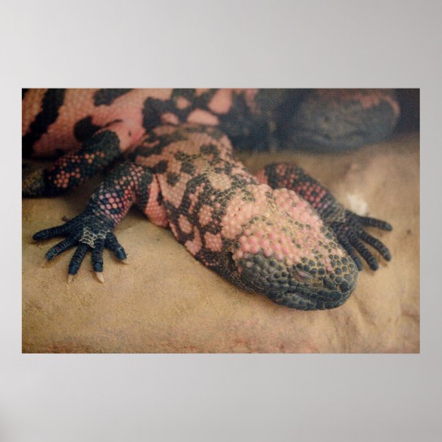 Heloderma suspectum poster (Front)