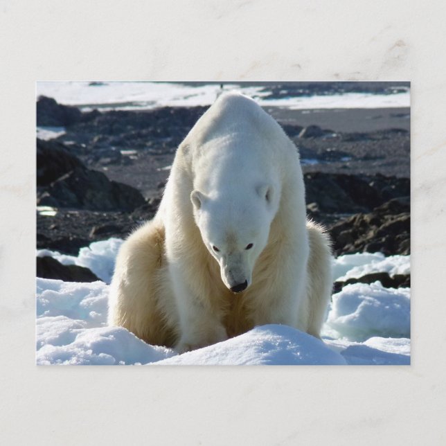 Help, my World is melting! Postcard (Front)