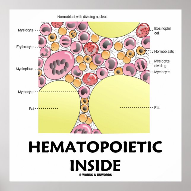 Hematopoietic Inside (Blood Cell Formation) Poster (Front)