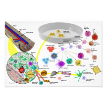 Hematopoietic stem cells poster