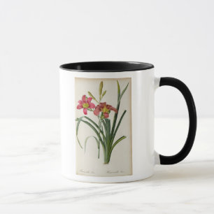 Hemerocallis fulva, from `Les Liliacees', 1805 Mug