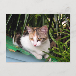 Hemingway Cat Postcard