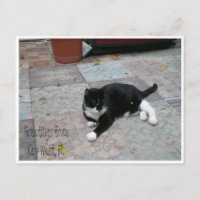 Hemingway House Kitty