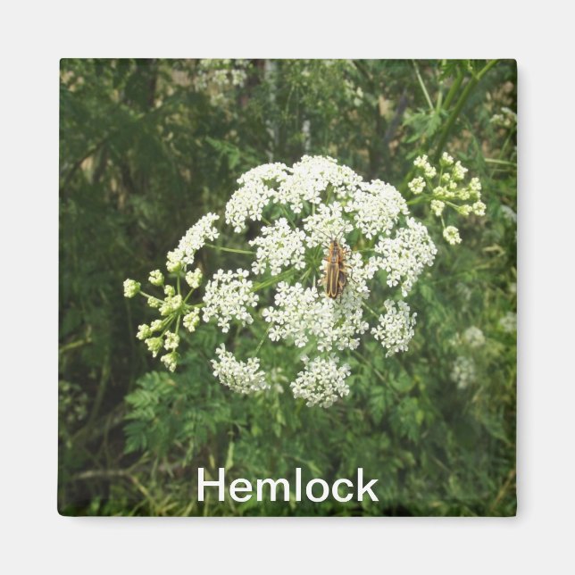 Hemlock Magnet (Front)