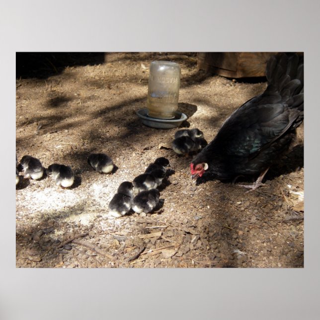 Hen And Baby Chicks Poster (Front)