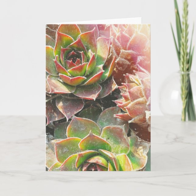 Hen and Chick Plants Card (Front)