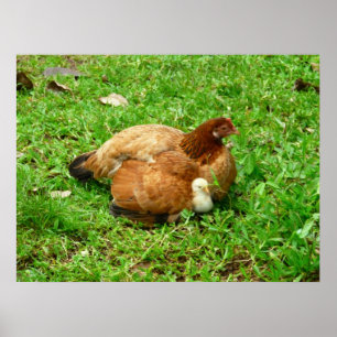 Hen and Chick Poster