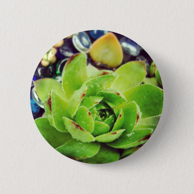 Hen and Chicks 6 Cm Round Badge (Front)