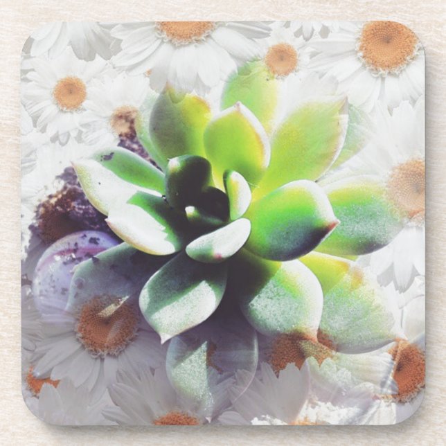 Hen and Chicks and Daisies Coaster (Front)