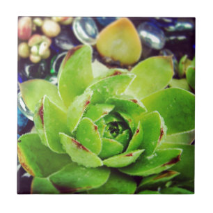 Hen and Chicks Ceramic Tile