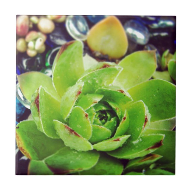 Hen and Chicks Ceramic Tile (Front)