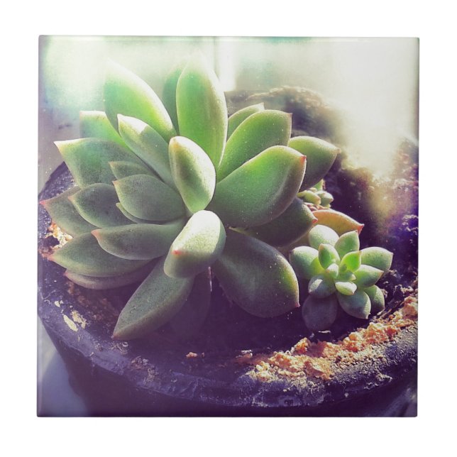 Hen and Chicks Plant Ceramic Tile (Front)