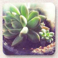 Hen and Chicks Plant