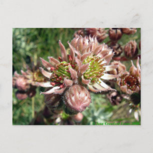 Hen and chicks (Sempervivum) flowers Postcard
