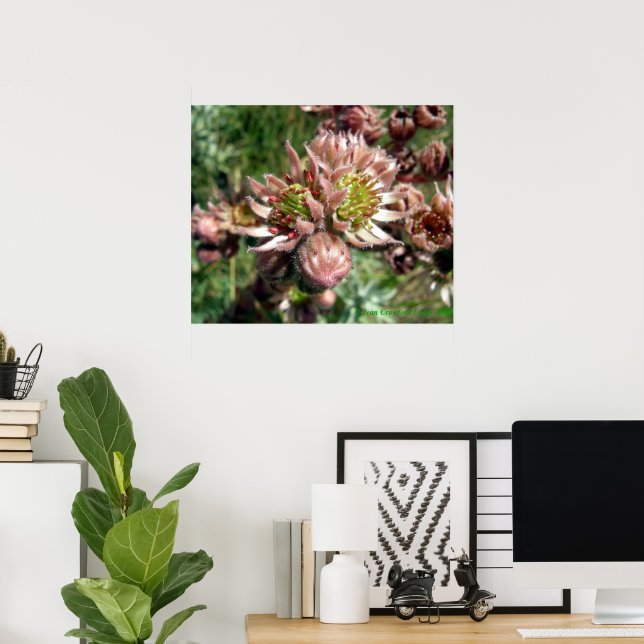 Hen and chicks (Sempervivum) flowers Poster (Home Office)