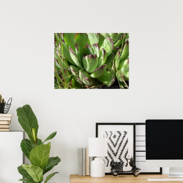 Hen and chicks (Sempervivum) Poster (Home Office)