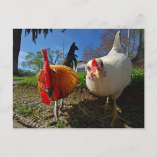 hen and rooster postcard