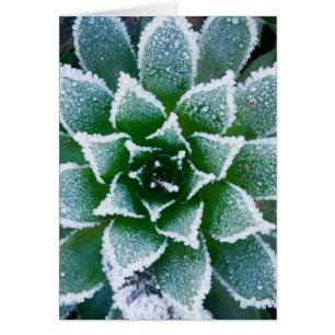 Hen & Chicks succulent with frost in the early