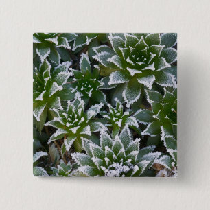 Hen & Chicks succulent with frost in the early 15 Cm Square Badge
