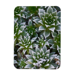 Hen & Chicks succulent with frost in the early Magnet