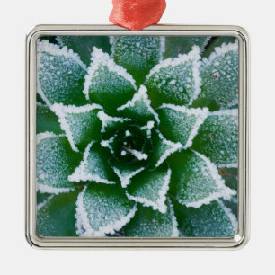 Hen & Chicks succulent with frost in the early Metal Tree Decoration
